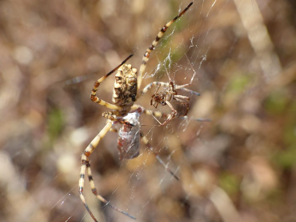 Vivere pericolosamente: Argyrodes su tela di Argiope lobata